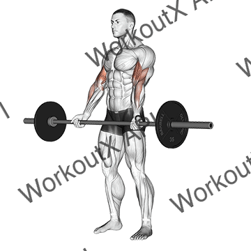 Barbell Curl animated GIF