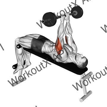 Barbell Decline Close Grip To Skull Press animated GIF