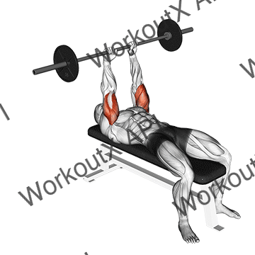Barbell Lying Triceps Extension animated GIF