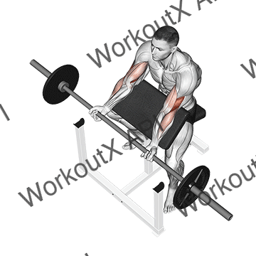 Barbell Preacher Curl animated GIF
