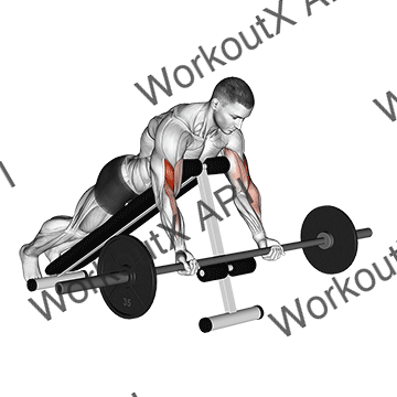 Barbell Prone Incline Curl animated GIF