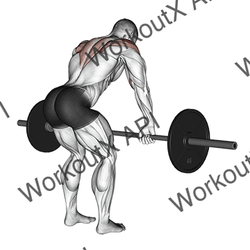 Barbell Rear Delt Row animated GIF
