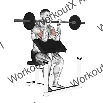 Barbell Reverse Preacher Curl animated GIF