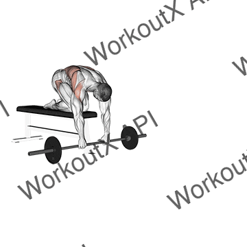 Barbell Rollerout From Bench animated GIF