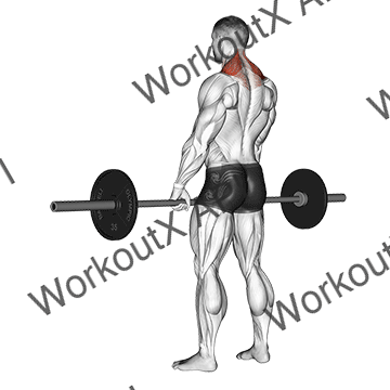 Barbell Shrug animated GIF