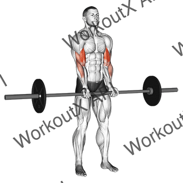 Barbell Standing Close Grip Curl animated GIF