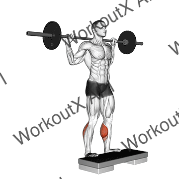 Barbell Standing Leg Calf Raise animated GIF