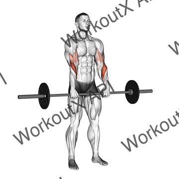 Barbell Standing Reverse Grip Curl animated GIF