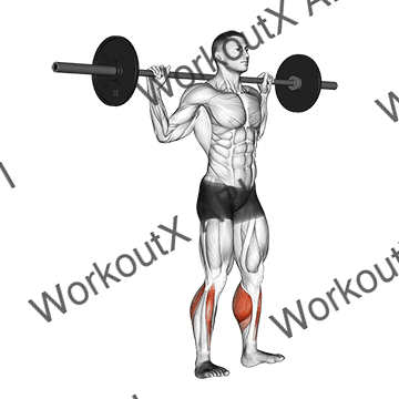 Barbell Standing Rocking Leg Calf Raise animated GIF
