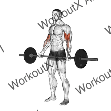Barbell Standing Wide-grip Curl animated GIF