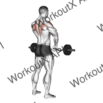 Barbell Upright Row animated GIF