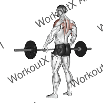Barbell Wide-grip Upright Row animated GIF