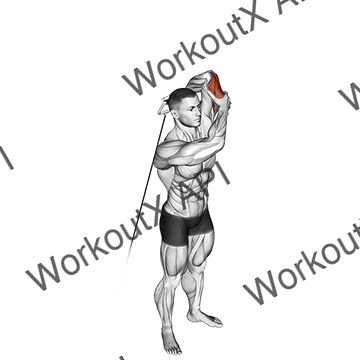 Cable Alternate Triceps Extension animated GIF