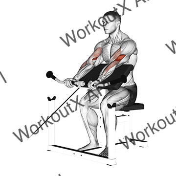 Cable Preacher Curl animated GIF
