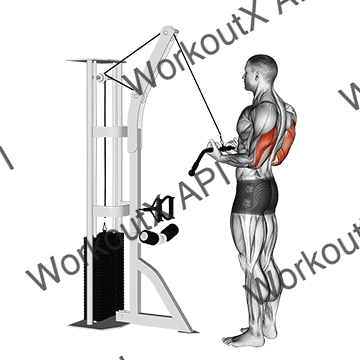 Cable Reverse-grip Pushdown animated GIF