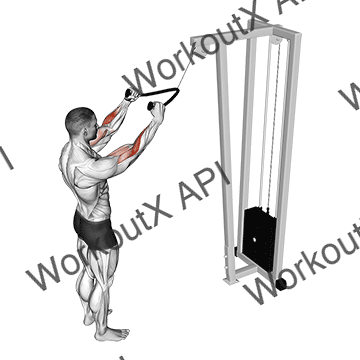 Cable Standing Pulldown (with Rope) animated GIF