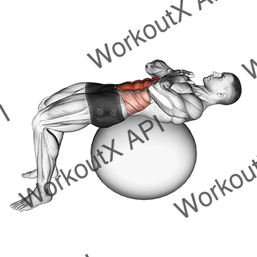 Crunch (on Stability Ball) animated GIF