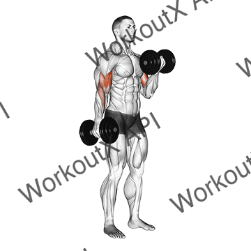 Dumbbell Alternate Biceps Curl animated GIF