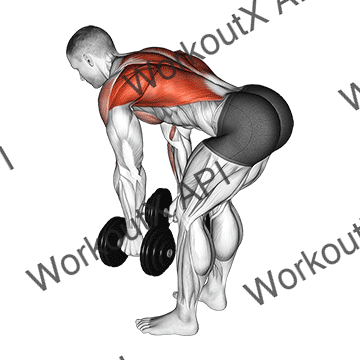 Dumbbell Bent Over Row animated GIF