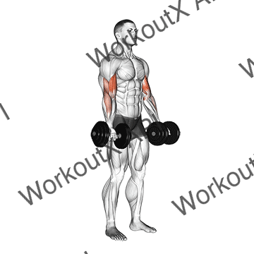 Dumbbell Biceps Curl animated GIF