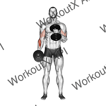 Dumbbell Cross Body Hammer Curl animated GIF