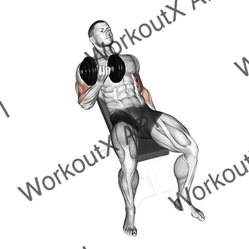 Dumbbell Incline Curl animated GIF