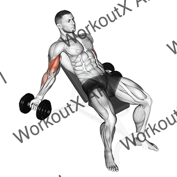 Dumbbell Incline Inner Biceps Curl animated GIF