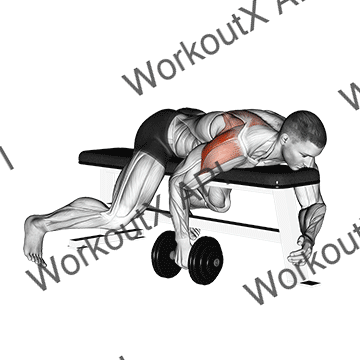 Dumbbell Lying One Arm Rear Lateral Raise animated GIF
