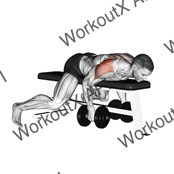 Dumbbell Lying Rear Lateral Raise animated GIF
