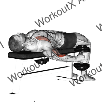 Dumbbell Lying Supine Curl animated GIF