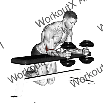 Dumbbell Over Bench Neutral Wrist Curl animated GIF
