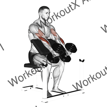 Dumbbell Preacher Hammer Curl animated GIF