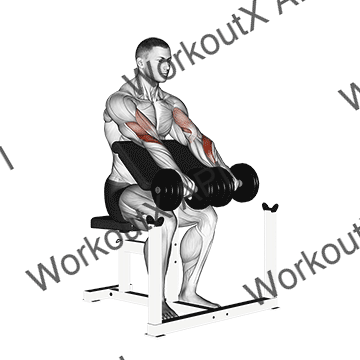Dumbbell Reverse Preacher Curl animated GIF