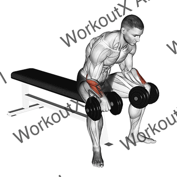 Dumbbell Reverse Wrist Curl animated GIF