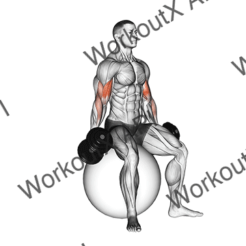 Dumbbell Seated Biceps Curl (on Stability Ball) animated GIF
