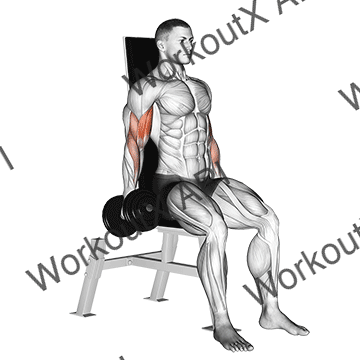 Dumbbell Seated Inner Biceps Curl animated GIF