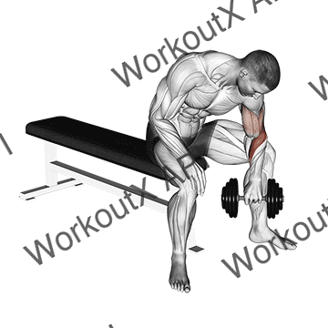 Dumbbell Seated Reverse Grip Concentration Curl animated GIF