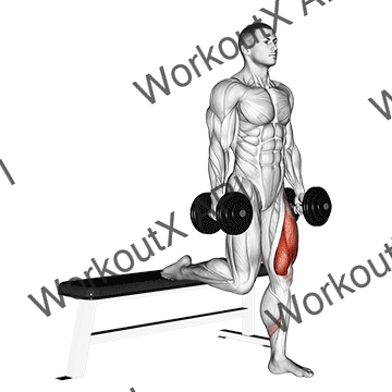 Dumbbell Single Leg Split Squat animated GIF
