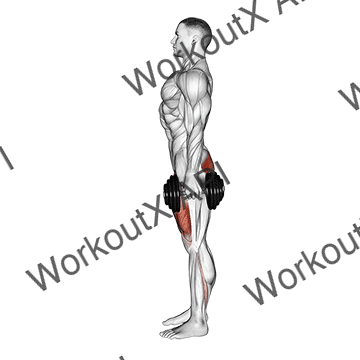 Dumbbell Squat animated GIF