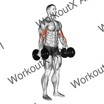 Dumbbell Standing Biceps Curl animated GIF