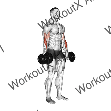 Dumbbell Standing Reverse Curl animated GIF