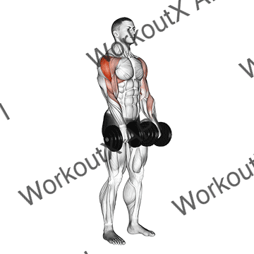 Dumbbell Upright Row animated GIF
