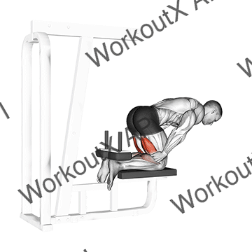 Inverse Leg Curl (bench Support) animated GIF