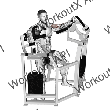 Lever Bicep Curl animated GIF