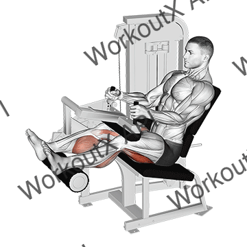 Lever Seated Leg Curl animated GIF