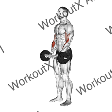 Olympic Barbell Hammer Curl animated GIF