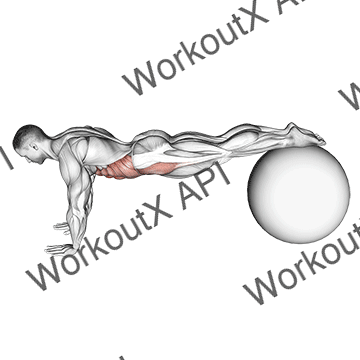 Pull-in (on Stability Ball) animated GIF