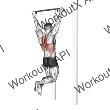 Scapular Pull-up animated GIF