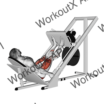 Sled 45° Leg Press animated GIF