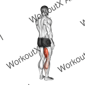 Standing Single Leg Curl animated GIF